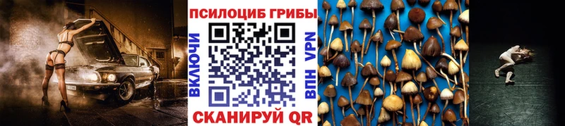 Купить где  Кизляр  Псилоцибиновые грибы Cubensis 
